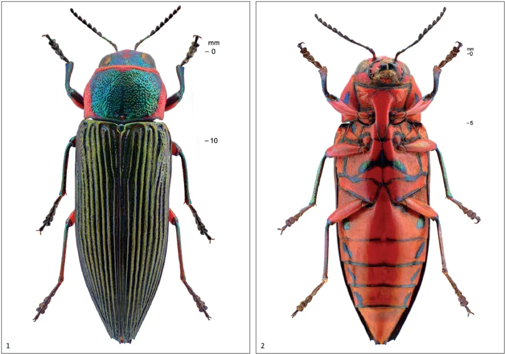 Vista dorsal y ventral de la nueva especie de escarabajo joya (familia Buprestidae)