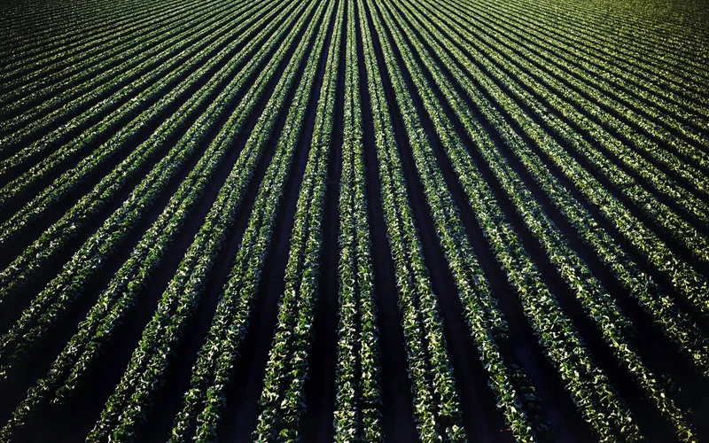 Vista aérea de un campo de cultivo con hileras de plantas verdes que convergen hacia el horizonte